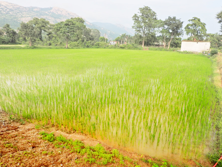 मनरेगा डबरी से फुलेशराम की खेती बेहतर धान की 25 क्विंटल अधिक पैदावार