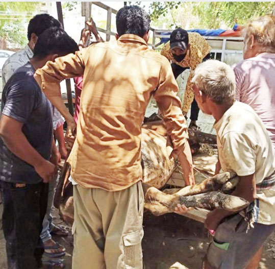 बीमार गाय की सेवा में जुट जाते हैं युवा