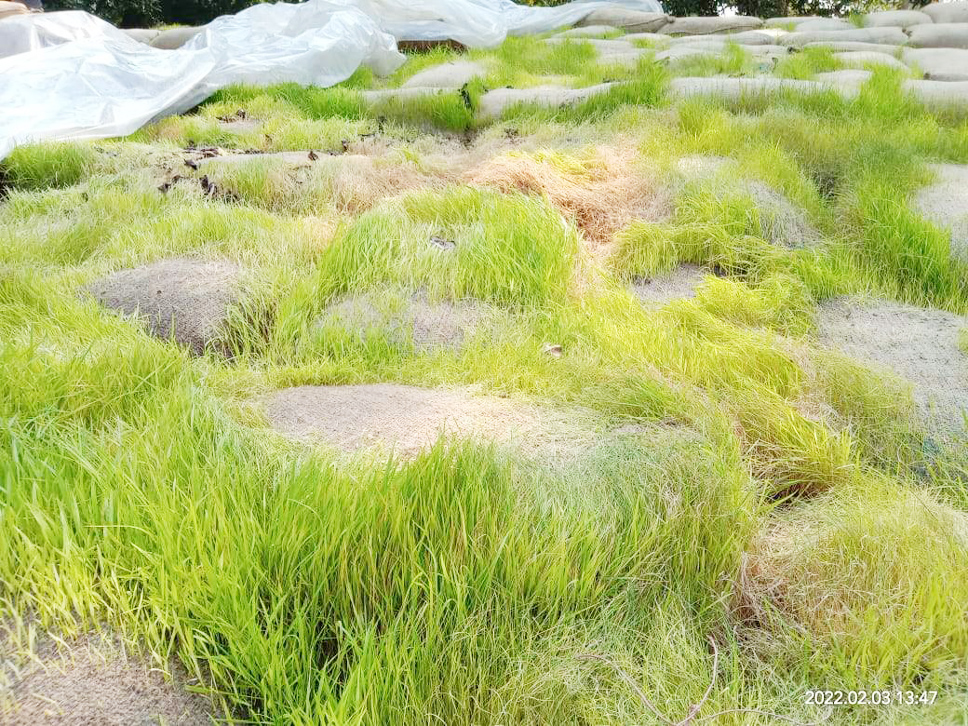 चपेरा समिति में धान उठाव नहीं, उग आए पौधे