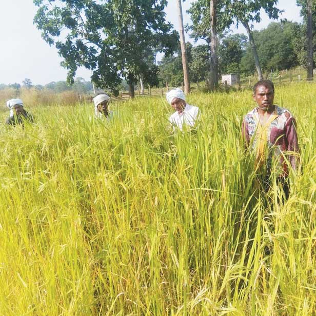 नगरी दुबराज को जीआई टैग मिलने से विश्वभर में फैलेगी सुगंध