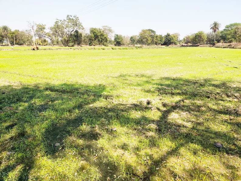 बरमकेला के किसान लगा रहे रागी की फसल