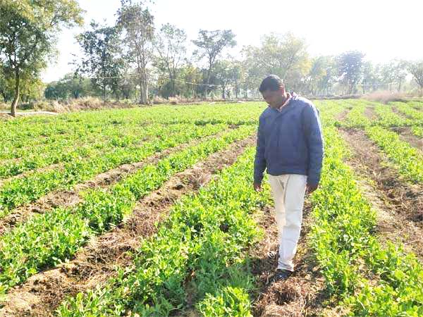 सरकारी सहयोग व मेहनत छत्तीसगढ़ की और लाभ ओडिशा को