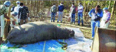 कानन पेंडारी में दरियाई घोड़े ‘सहेली’ की हार्ट अटैक से मौत