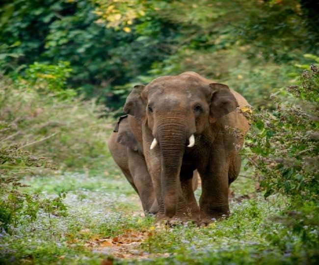 लैलूंगा क्षेत्र में पहुंचा हाथी, मकान तोड़ा  