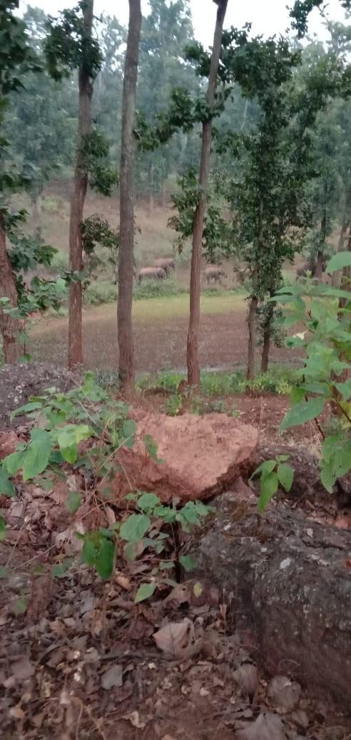 एमपी से पहुंचा हाथी दल, बगैर रेडियो कॉलर के कारण नहीं मिल रही लोकेशन एमपी से पहुंचा हाथी दल, बगैर रेडियो कॉलर के कारण नहीं मिल रही लोकेशन