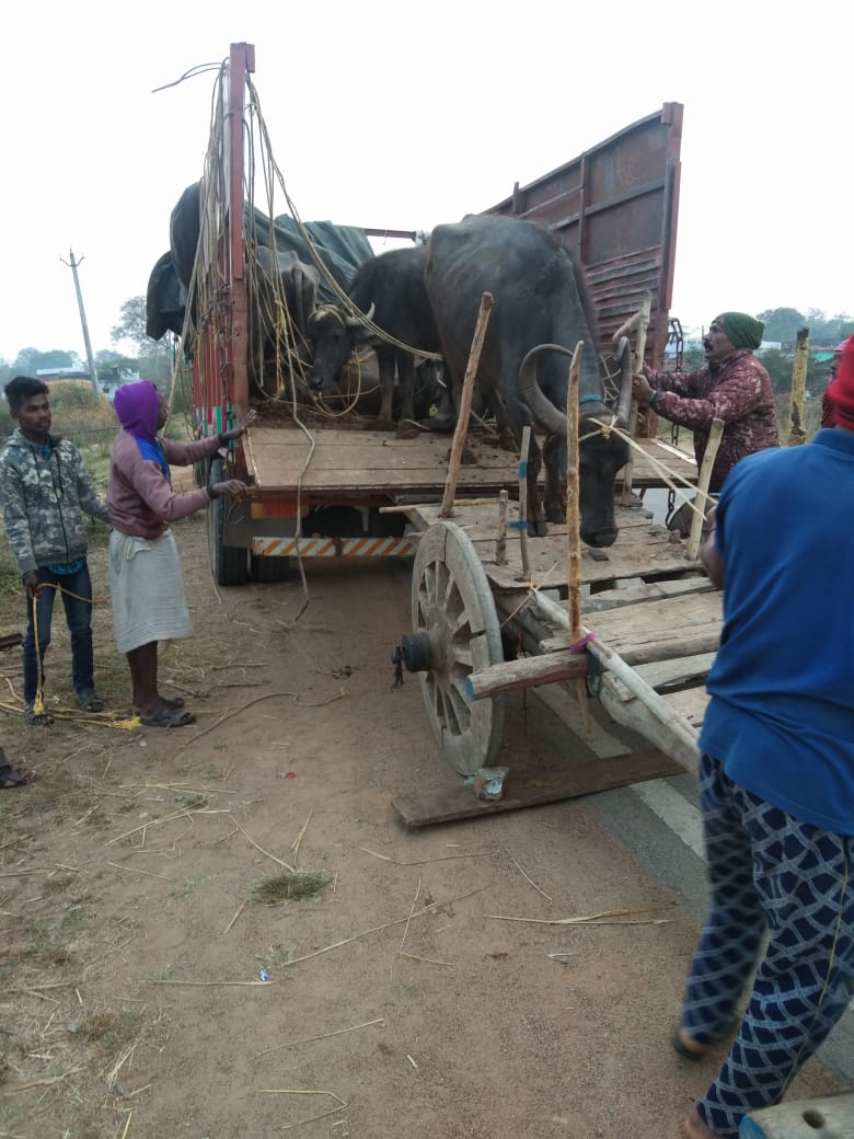 मवेेशी भरी गाड़ी छोड़ भागा तस्कर