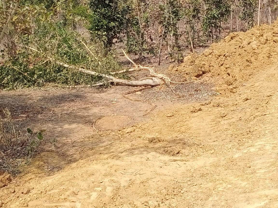 प्लांटेशन एरिया में जलसंसाधन विभाग करा रहा बांध का निर्माण