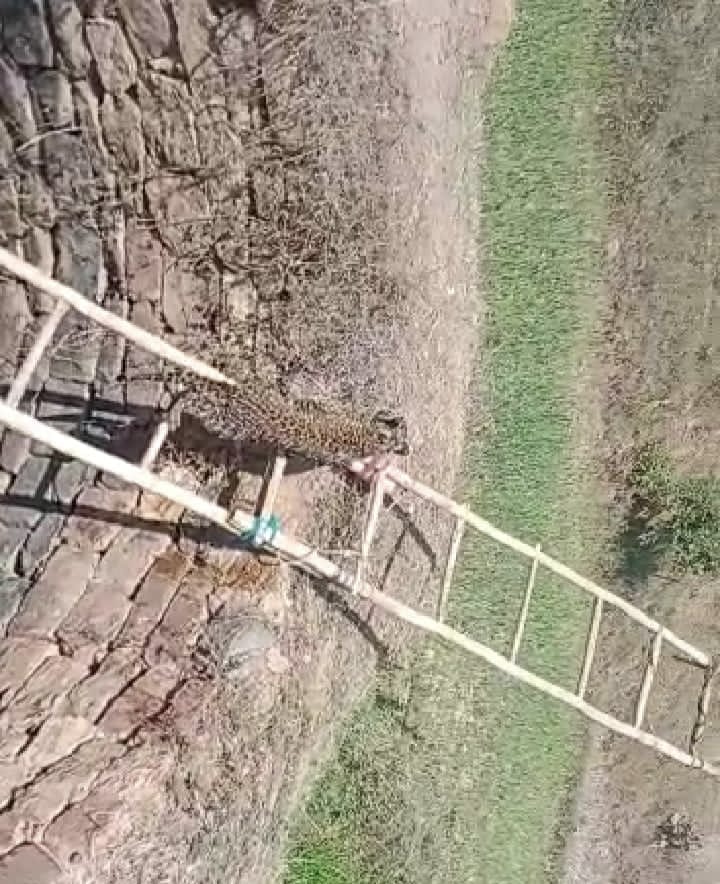 देखें VIDEO : कुएं में तेंदुआ गिरा, वनकर्मियों ने सुरक्षित बाहर निकाला