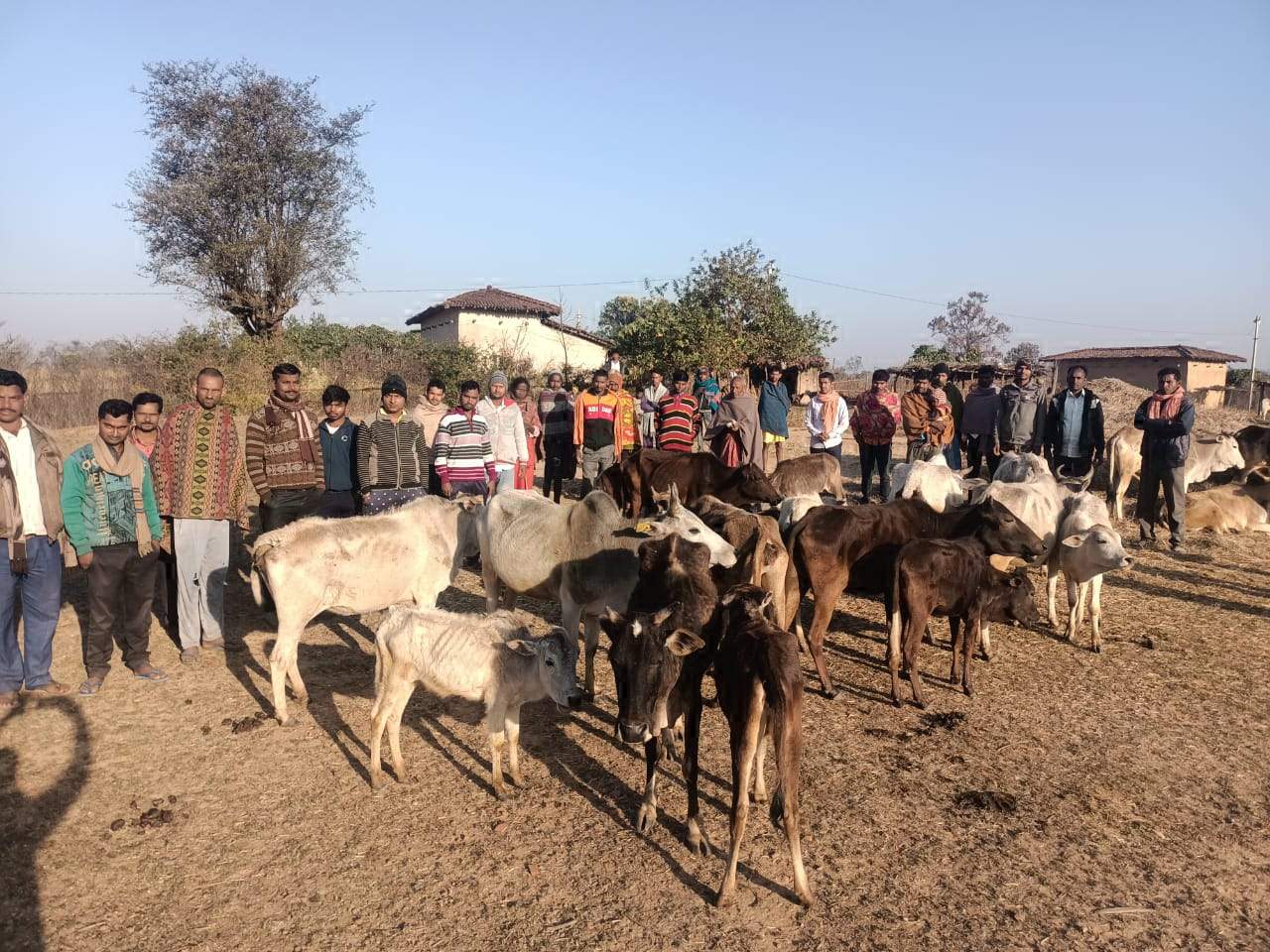 झारखंड ले जा रहे 23 मवेशियों को रोका, तस्कर फरार