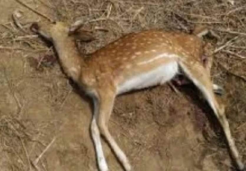 कुत्ते के डर से तालाब में घुसा चीतल शावक, मौत कुत्ते के डर से तालाब में घुसा चीतल शावक, मौत