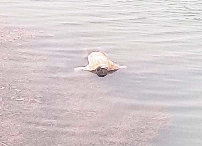 पुल के नीचे मिली युवक का शव, पुलिस जांच में जुटी