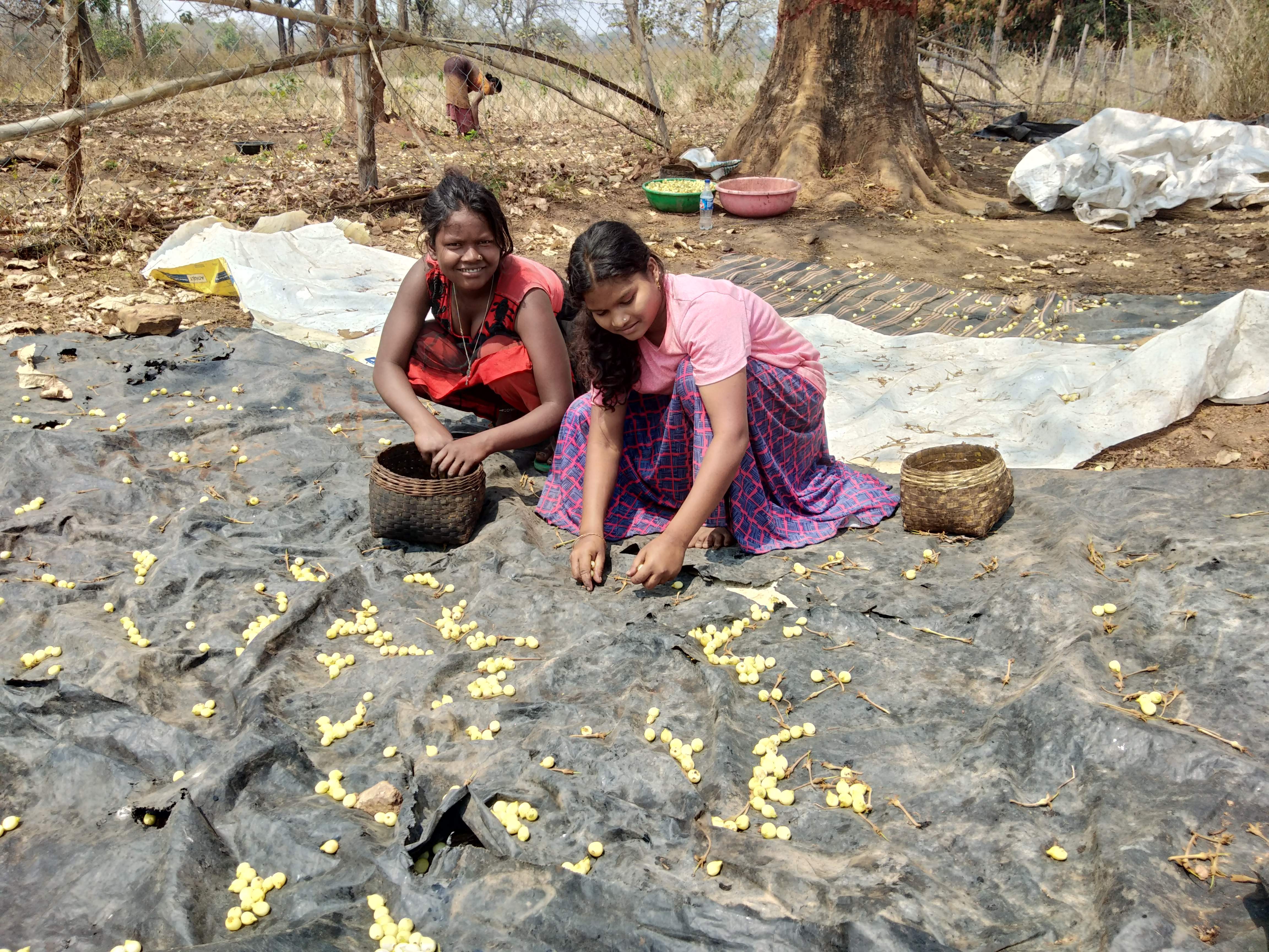 महुआ बीनने पेड़ के नीचे बिछाया तिरपाल