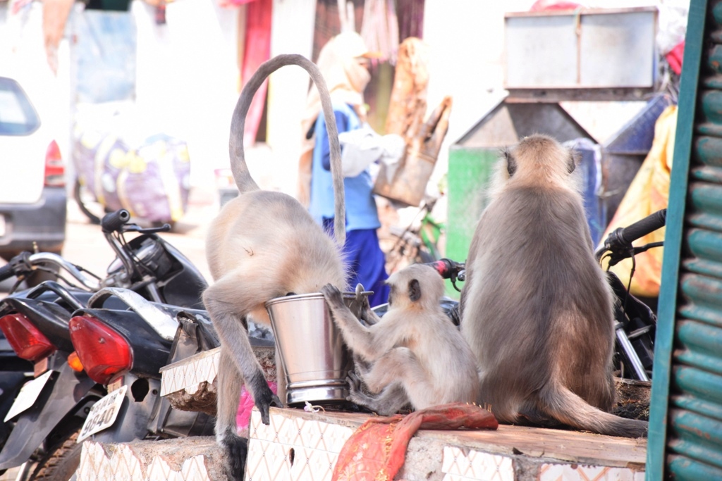 पानी की तलाश में बंदरों का झुंड
