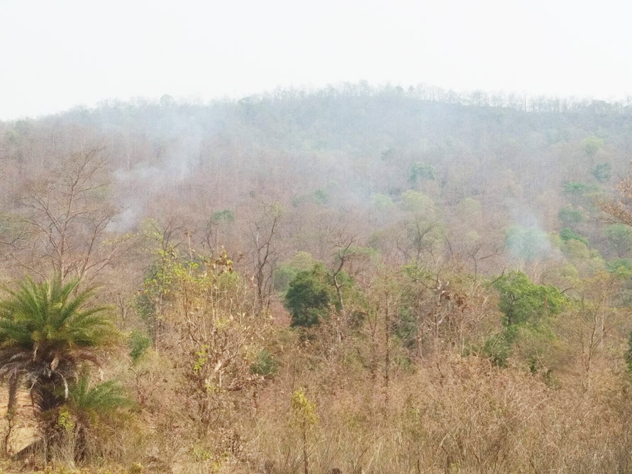 जंगलों में आग, पौधे खाक