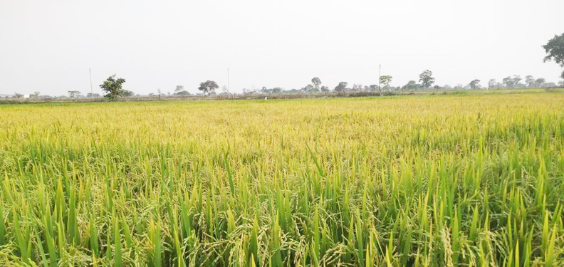 रबी धान लगाने वाले किसानों के चेहरों में आई खुशी
