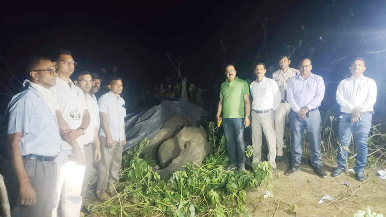 मासूम सहित 5 ग्रामीणों को मारने वाली मादा हाथी की मौत मासूम सहित 5 ग्रामीणों को मारने वाली मादा हाथी की मौत
