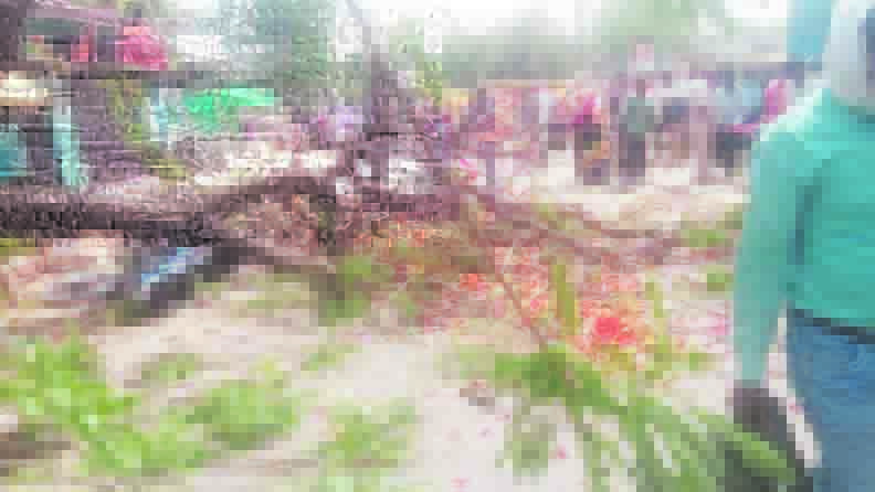 पेड़ गिरने से किसान की मौत, 1 गंभीर पेड़ गिरने से किसान की मौत, 1 गंभीर