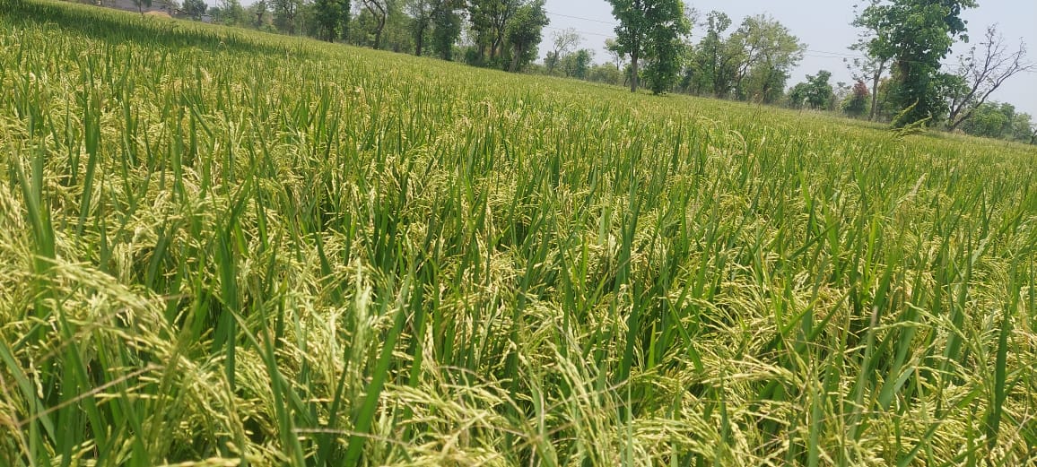  तेज गर्मी में लहलहा रही फसल