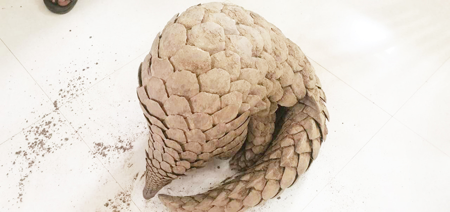 पैंगोलिन की तस्करी करते 3 गिरफ्तार, 13 फरार