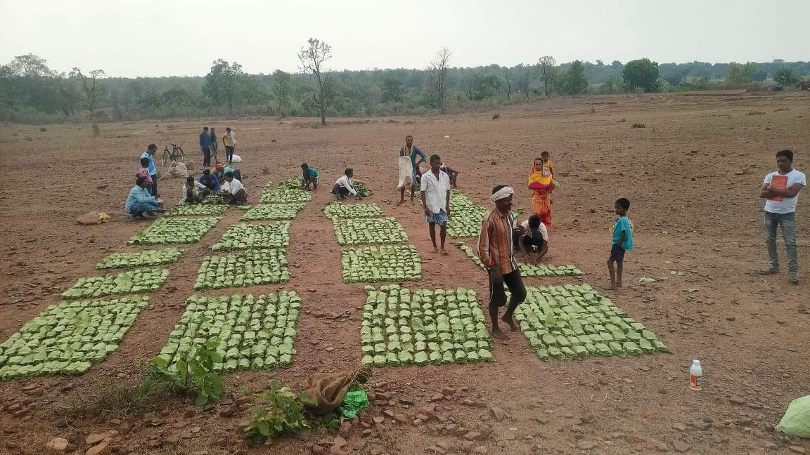 बड़ेकनेरा में तेन्दूपत्ता खरीदी शुरू
