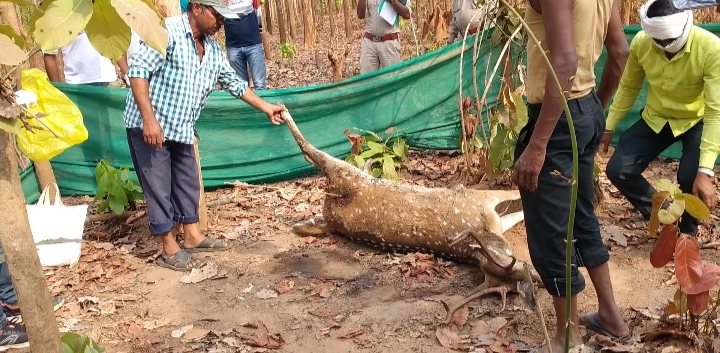 तीर लगने से चीतल की मौत, आरोपी फरार