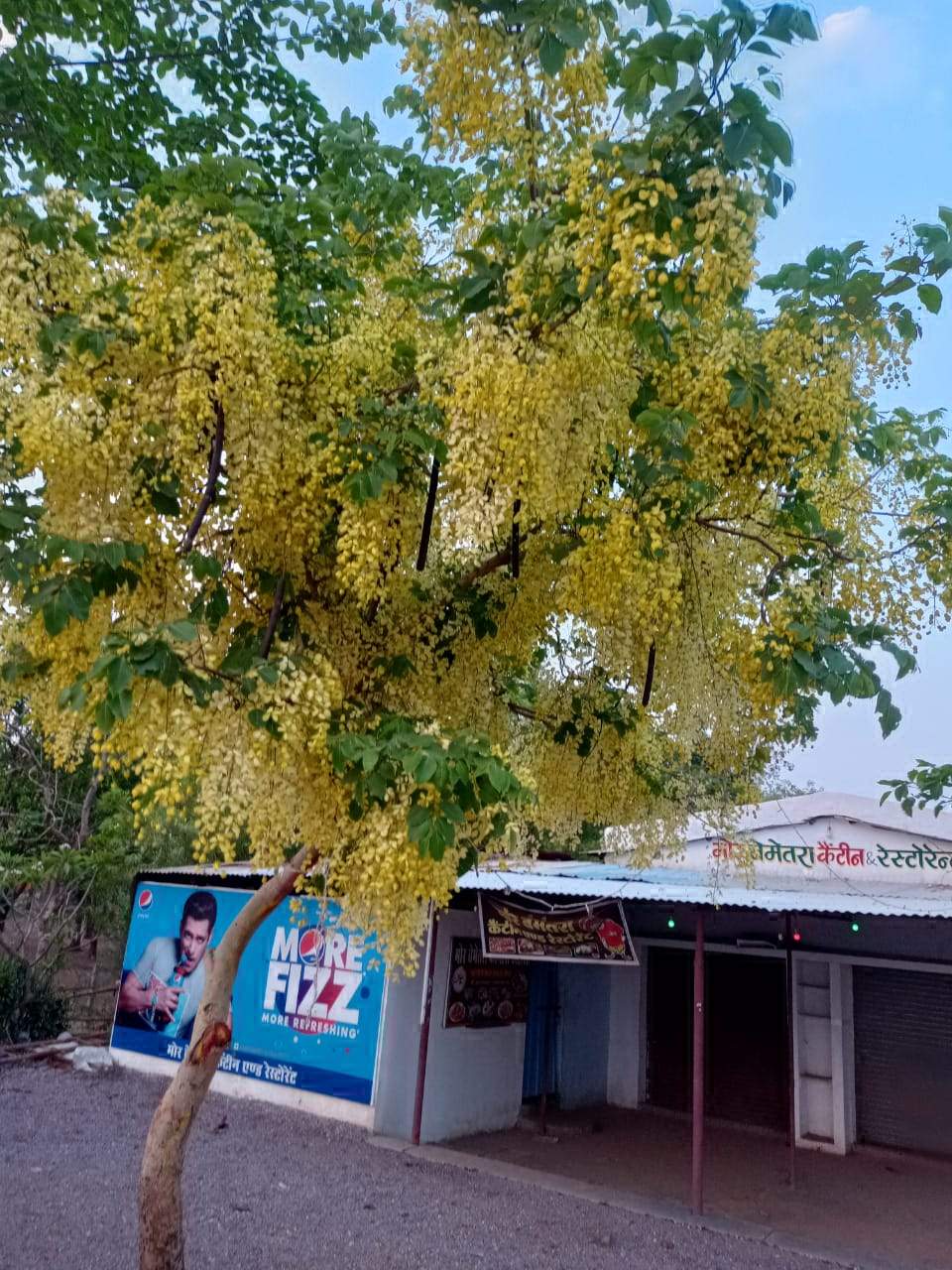 अमलतास के फूल दिख रहे आकर्षक अमलतास के फूल दिख रहे आकर्षक
