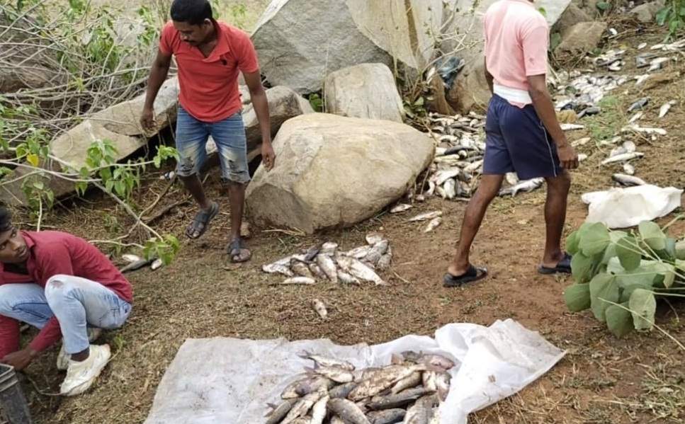 पिकअप पलटी, मछली लूटने मची होड़