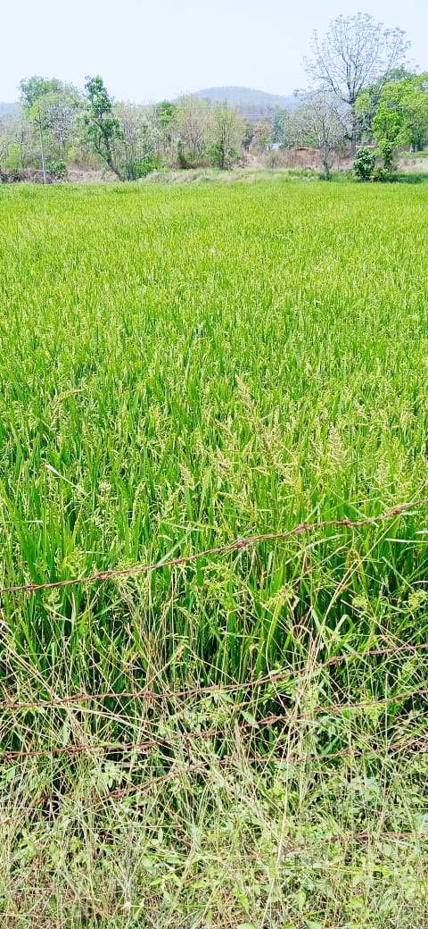 कसडोल क्षेत्र में रबी फसल धान की छाई हरियाली