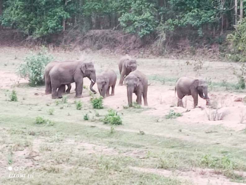 सीतानदी-उदंती टाइगर रिजर्व में हाथी दल, आसपास के गांवों को किया सतर्क