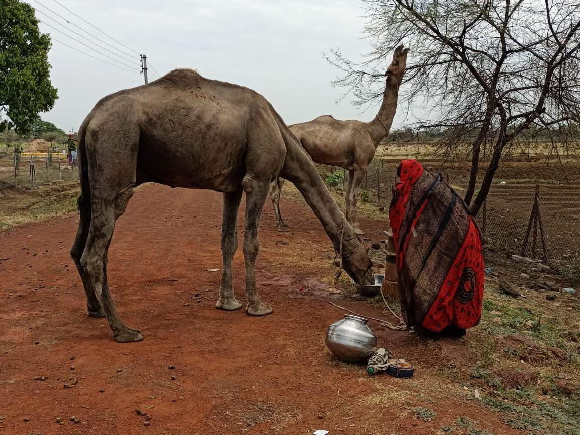 ऊंटों का झुंड ऊंटों का झुंड