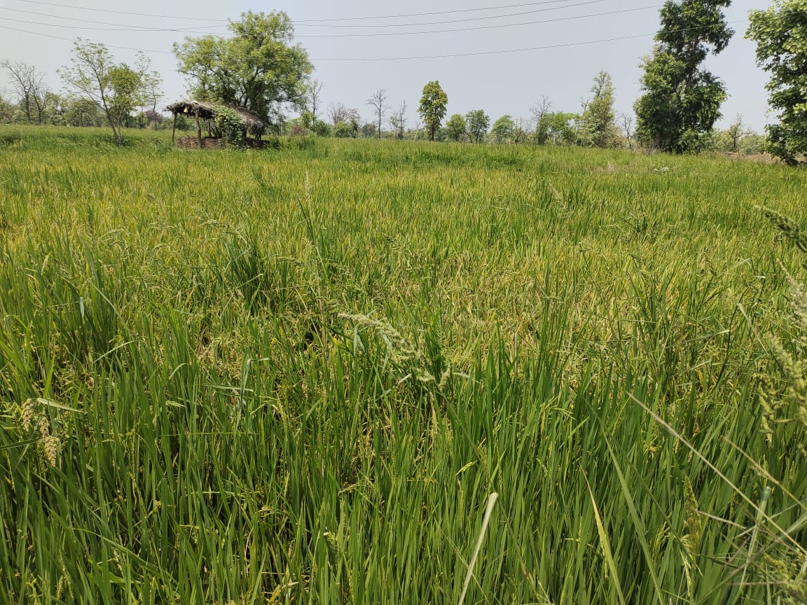 बारिश से रबी फसल को नुकसान बारिश से रबी फसल को नुकसान