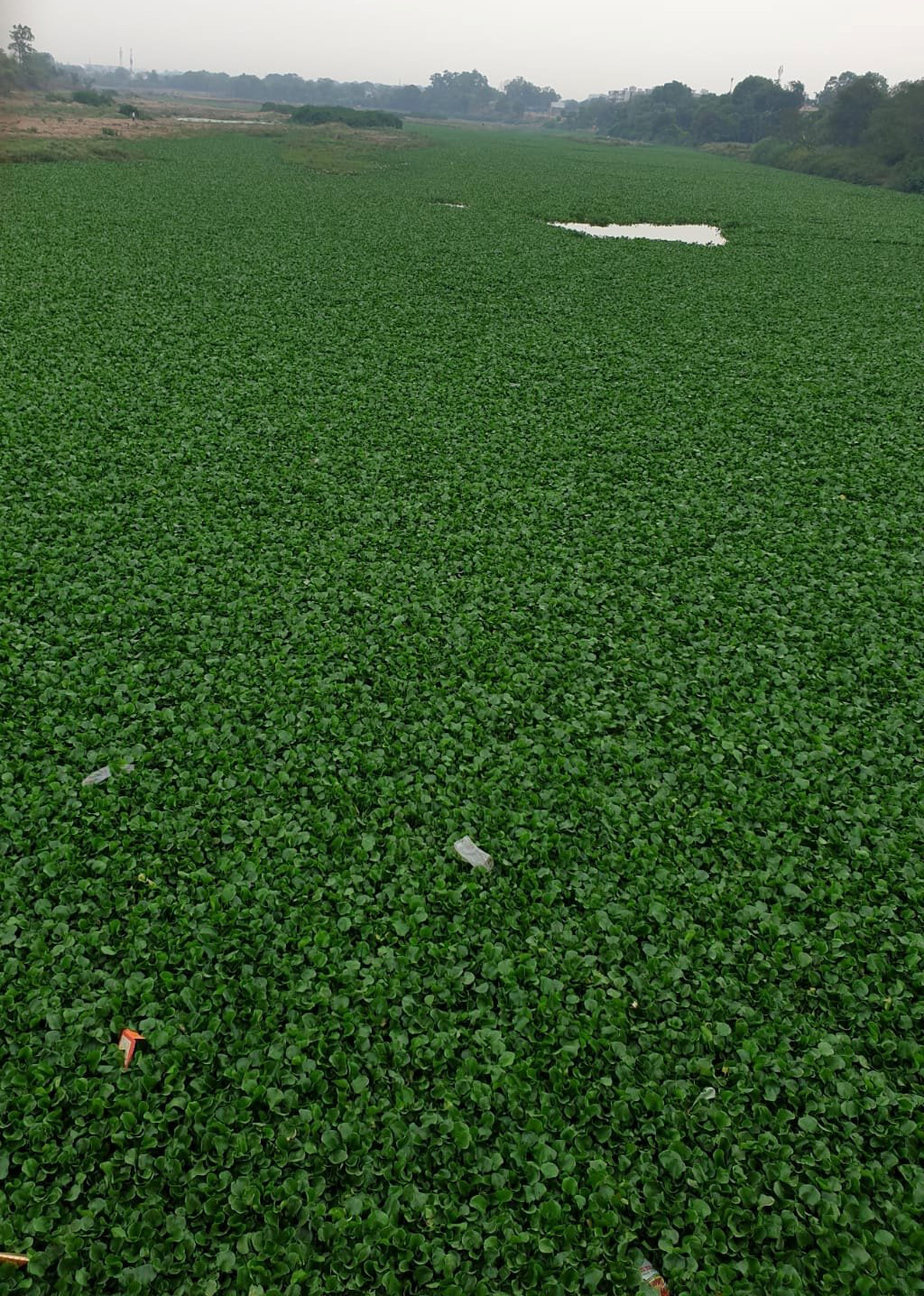 सूखी अरपा को जलकुंभी ने जकड़ा, स्मार्ट सिटी का सपना दिखाने वालों को सफाई की परवाह नहीं