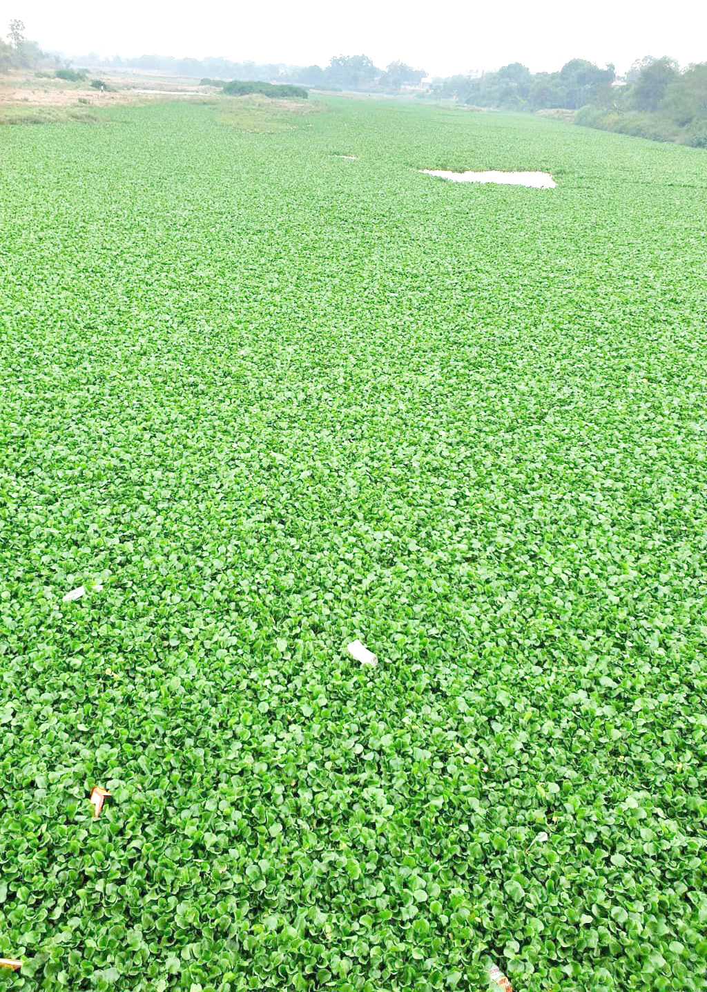 सूखी अरपा को जलकुंभी ने जकड़ा