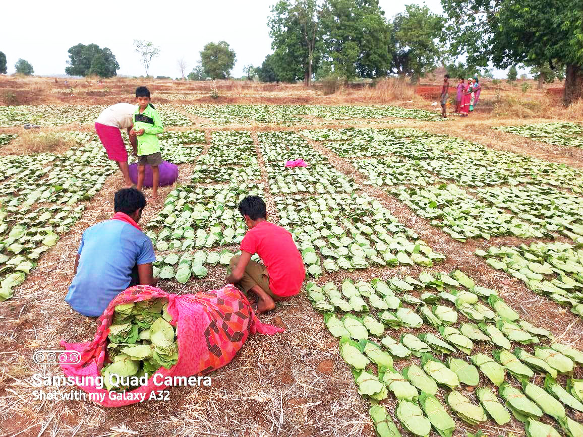 तेन्दूपत्ता तोड़ाई के लिए महज हफ्तेभर का वक्त