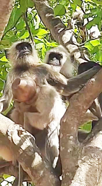 मंदिर में रखे लोटे में पानी पीने बंदर ने डाला सिर, फंसा