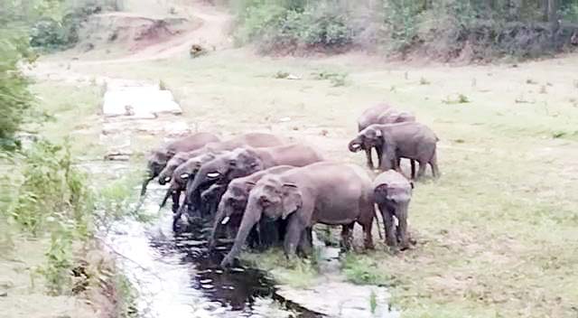 कांकेर-चारामा में हाथी दल, वन विभाग रख रही नजर कांकेर-चारामा में हाथी दल, वन विभाग रख रही नजर