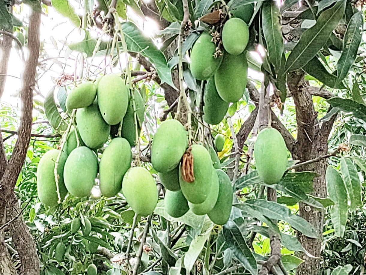 आंधी-तूफान ने आम की फसल को किया बर्बाद