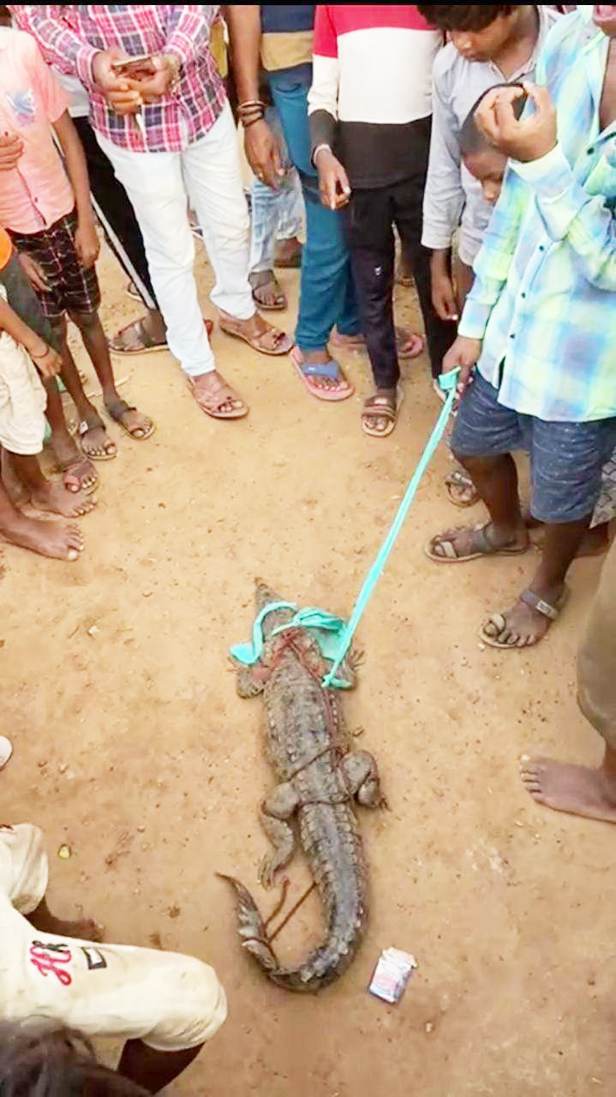 नदी में फेंका जाल, मगरमच्छ फंसा, जंगल में ले जाकर छोड़ा