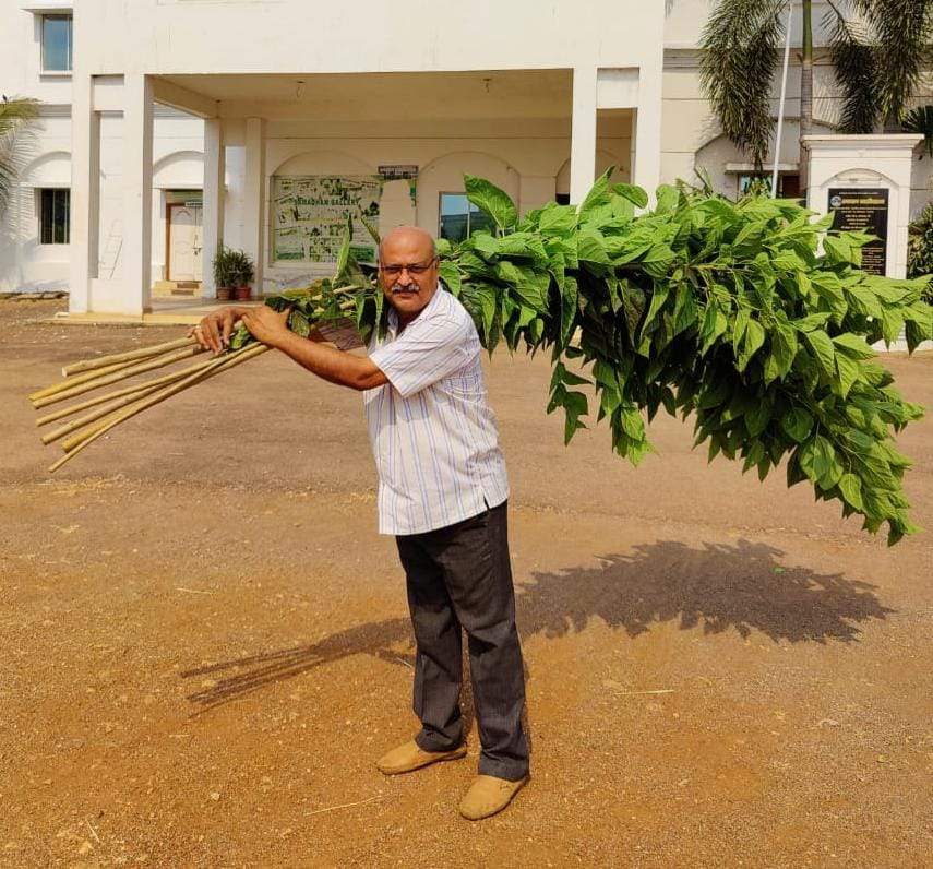 शहतूत की खेती के लिए 5 लाख प्रति एकड़ प्रोत्साहन राशि देगी सरकार- डॉ. सौरभ