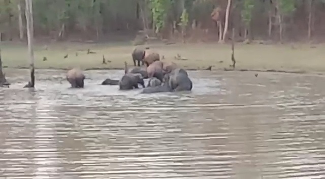 हाथियों को पसंद आ रहा धमतरी का जंगल, छत्तीसगढ़ में सर्वाधिक अनुकूल