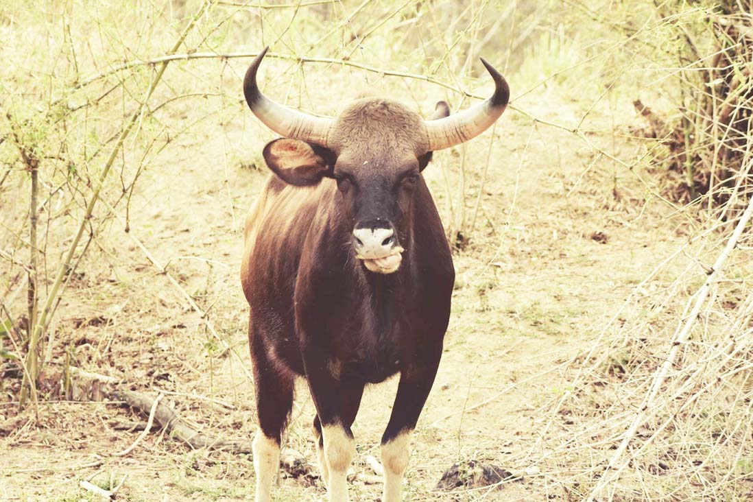 बारनवापारा : वन्यजीवों में बेहतरी की तरफ बढ़ रहा..