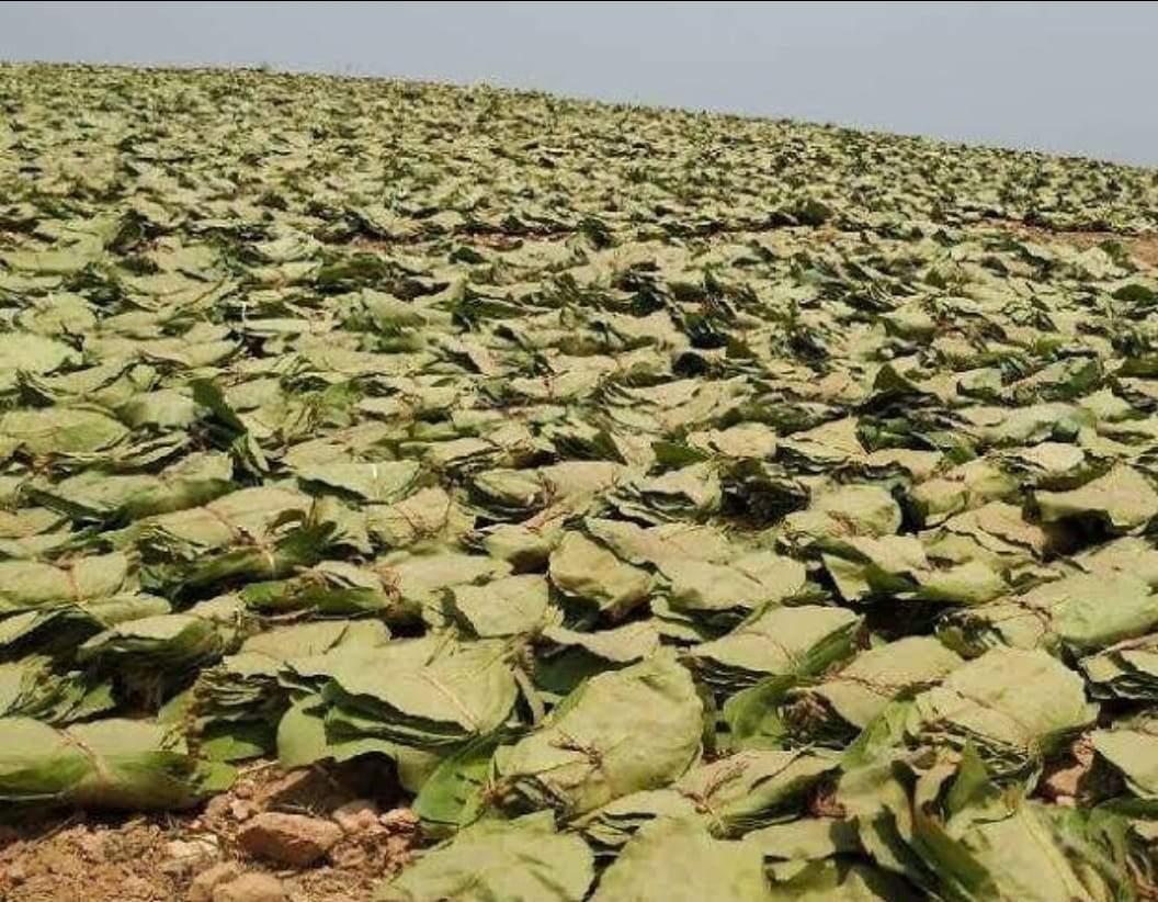 40 हजार से अधिक वनवासियों को तेंदूपत्ता संग्रहण से मिली अतिरिक्त आय