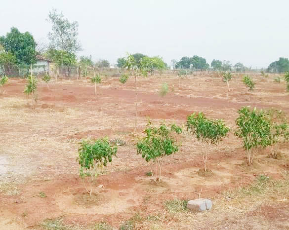 फलदार पेड़ों से महिलाओं को होगा आर्थिक लाभ