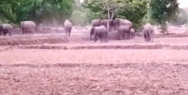 कोरबा में फिर पहुंचा 22 हाथियों का दल, दो शावक भी साथ कोरबा में फिर पहुंचा 22 हाथियों का दल, दो शावक भी साथ