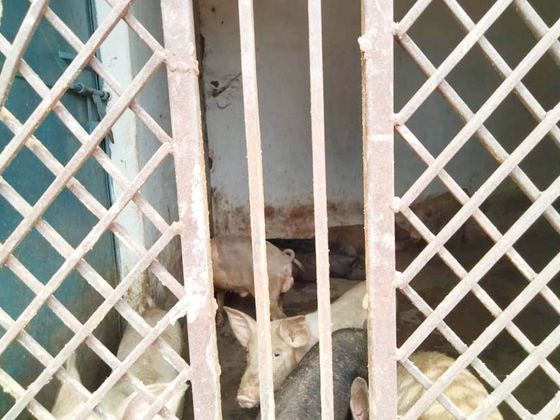 मॉडल गौठान छिपली से सूअर चोरी