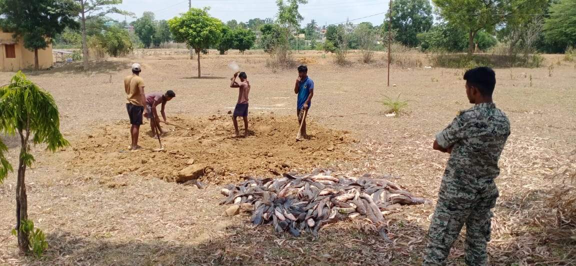 दुर्घटनाग्रस्त वाहन से मिली हाइब्रिड मांगुर मछली की गई नष्ट दुर्घटनाग्रस्त वाहन से मिली हाइब्रिड मांगुर मछली की गई नष्ट