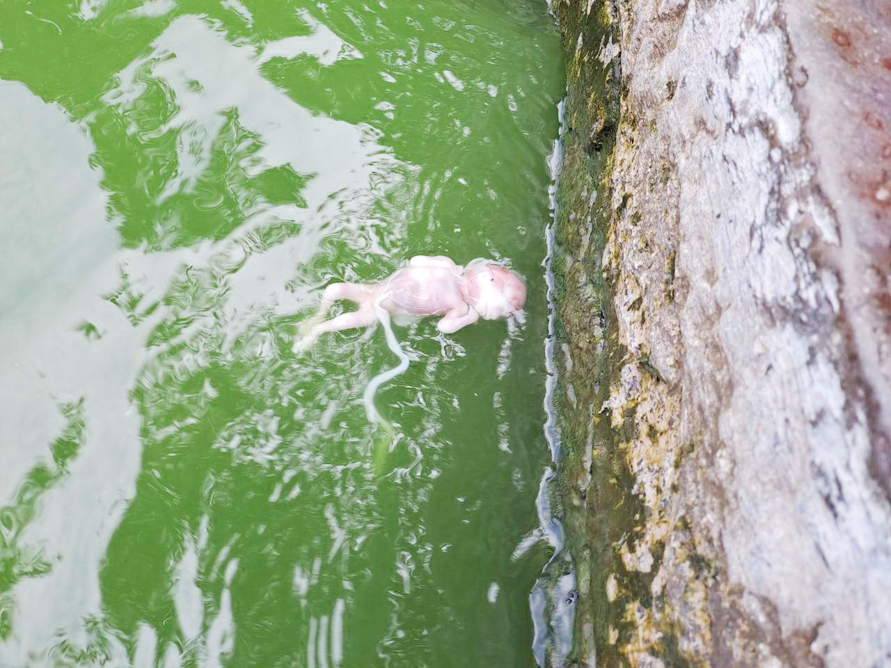 फिर मिला नवजात का भूण