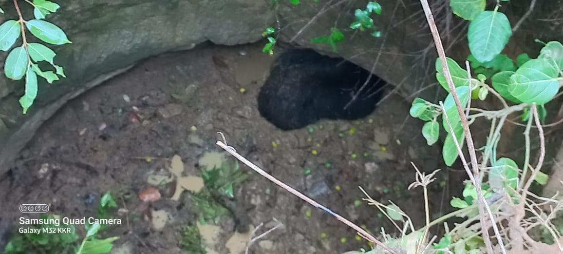 कुएं में गिरे भालू व शावक को वन विभाग ने निकाला बाहर कुएं में गिरे भालू व शावक को वन विभाग ने निकाला बाहर