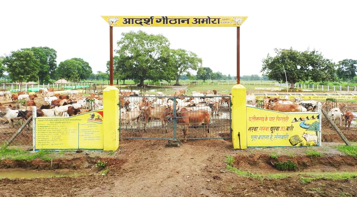 गौठान में ही पहुंचाएं पशुओं को, किसानों की बचाएं फसल