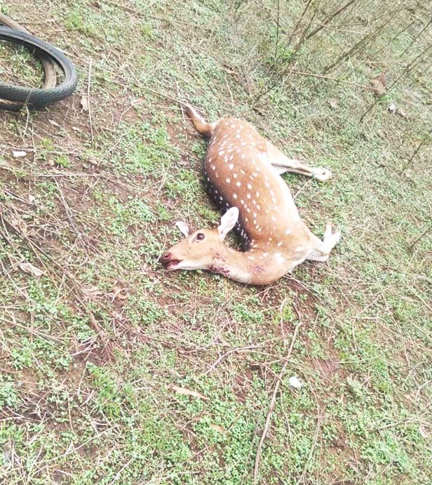 कुत्ते की हमले से चीतल की मौत कुत्ते की हमले से चीतल की मौत